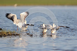 Seagulls on lake