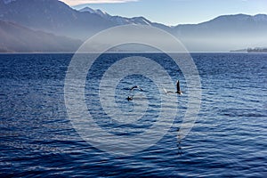 Seagulls on a lake in Austria photo