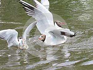 Seagulls on the lake are fighting for food. Survival of the strongest in the wild, preservation of the environment in Russia on