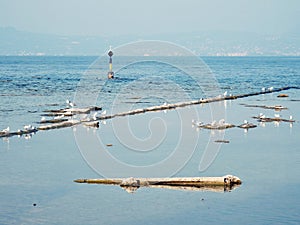 Seagulls at lake in italy