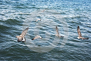 Seagulls on lake Sevan