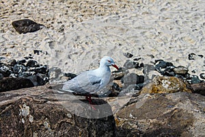 Seagulls landing on rocks near sandy beach - close-up