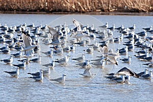 Seagulls Landing in Water