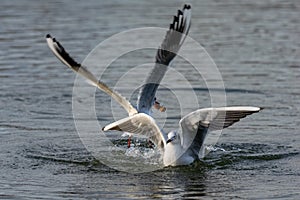 Seagulls landing on water