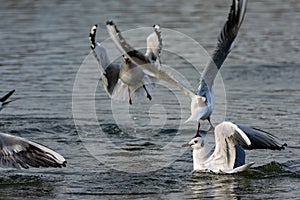 Seagulls landing on water