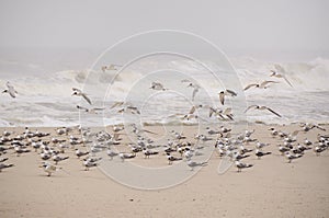Seagulls (laridae)