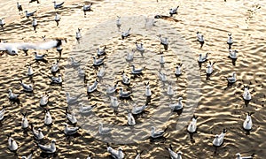 Seagulls, laridae bird in the water