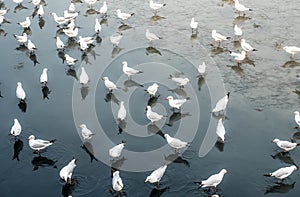 Seagulls, laridae bird in the water