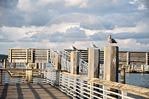 Seagulls Lined Up on Pilings of Public Fishing Pier