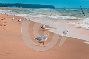 Seagulls lining the beach of Saugatuck Michigan