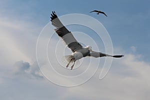 Seagulls live in the clouds.