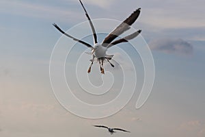 Seagulls live on the clouds.