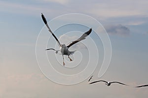 Seagulls live on the clouds.