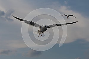 Seagulls live in the clouds.