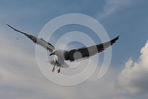 Seagulls live in the clouds.