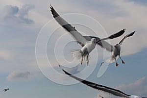 Seagulls live in the clouds.