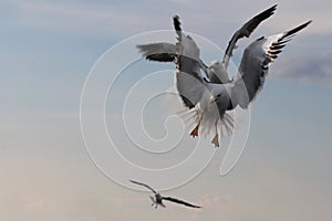 Seagulls live on the clouds.