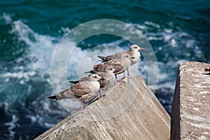 Seagulls in Llanes photo