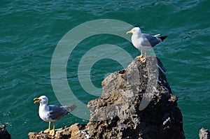 Seagulls looking for food, climbs on the rocks over the sea