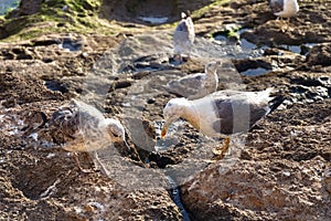 Seagulls looking for food on the volcanic shore of the Atlantic Ocean in the area of Essaouira in Morocco in the low tide time