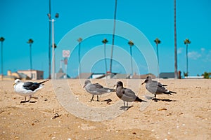 Seagulls looking at the ocean around Long Beach, California. California is known with a good wether.