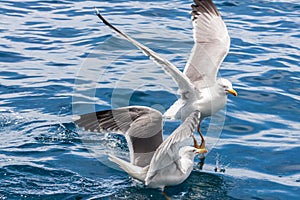 Seagulls on Los Gigantes Rocks