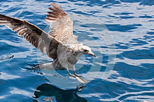 Seagulls on Los Gigantes Rocks