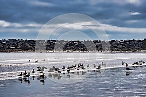 Seagulls at Low Spring Tide - Lyme Regis