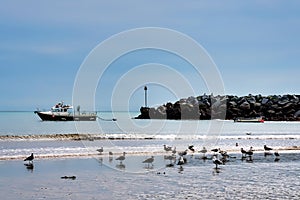 Seagulls at Low Spring Tide - Lyme Regis