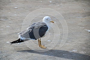 Seagulls of Madeira