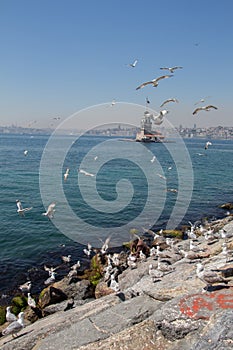 Seagulls and maidens Tower in Istanbul