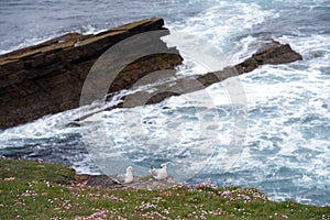 Seagulls on Mainland, Orkney islands, Scotland