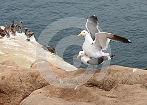 Seagulls mating 2