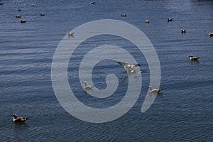 Seagulls mating in the sea