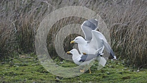 Seagulls mating on Skomer Island grassy shoreline,