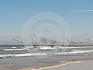 Seagulls in Mazatlan