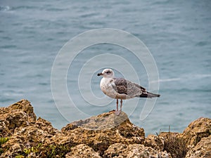 Seagulls in the Medieval Fortress Sagres, Portugal