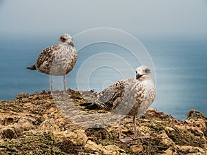 Seagulls in the Medieval Fortress Sagres, Portugal