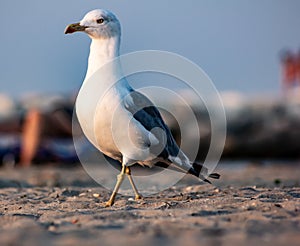 The seagulls are medium-large sized birds, with sizes ranging from 29 cm in length to 120 g in weight of the small gull, to 75 cm