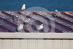 Seagulls and a messy roof