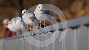 Seagulls on a metal railing in low angle view