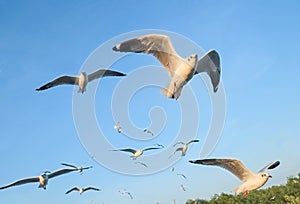 Seagulls migrate from Siberia, Mongolia, Tibet and China to Bang Pu, Samut Prakan Thailand.