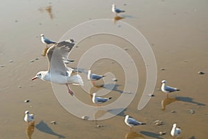 Seagulls migrate from Siberia, Mongolia, Tibet and China to Bang Pu, Samut Prakan Thailand.