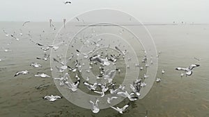 Seagulls migration at tourist attractions in Thailand