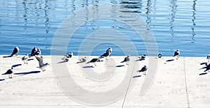 Seagulls in the moll of La Fusta in the port of Barcelona