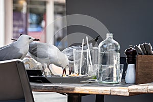 Seagulls move in on left-overs when restaurant patron leave