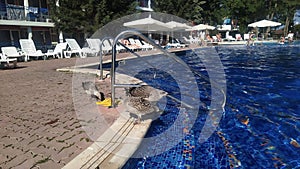 Seagulls near the pool near the hotel