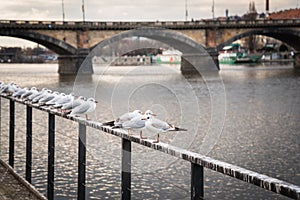 Seagulls near the Vltava river and Palacky bridge in Prague, Czech Republic