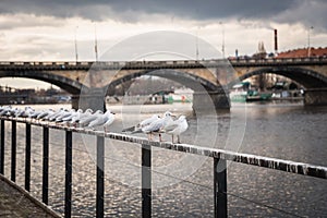 Seagulls near the Vltava river and Palacky bridge in Prague, Czech Republic