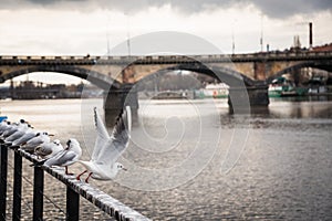 Seagulls near the Vltava river and Palacky bridge in Prague, Czech Republic